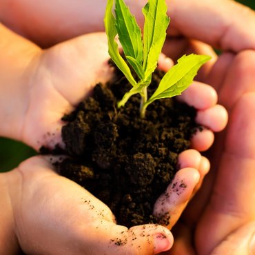 Das Bild zeigt Kinderhände mit heller Hautfarbe, die dunkle, fast schwarze Erde halten. Darin wächst eine kleine Pflanze mit leuchtend grünen Blättern. Um die Kinderhände legen sich größere Hände mit ebenfalls heller Hautfarbe, die sie sanft stützen. Der Hintergrund ist unscharf und wirkt grünlich.