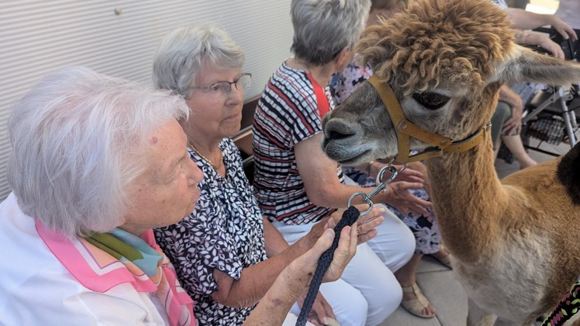 Alpakabesuch bei den Bewohnern des Servicewohnen Stollberg
