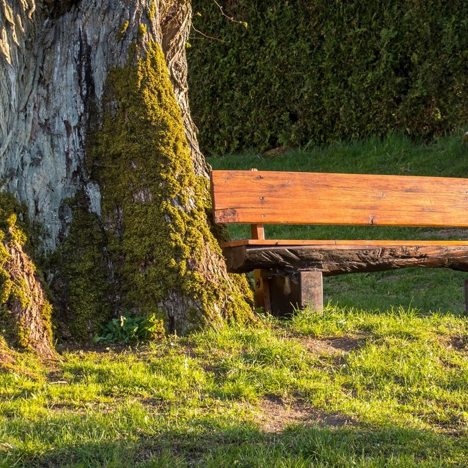 Auf dem Bild sieht man eine große, alte Baum mit dicker Rinde und viel Moos am Stamm. Links steht der Baum, rechts daneben steht eine Holzbank. Die Bank sieht aus, als wäre sie aus dicken Holzbrettern gemacht. Die Sonne scheint auf die Bank und den Baum. Der Boden ist grün und mit Gras bedeckt. Im Hintergrund sieht man eine grüne Hecke. Der Ort wirkt ruhig und einladend – ein schöner Platz zum Ausruhen.