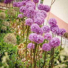 Blumen 